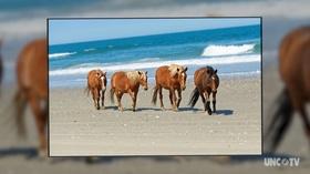 Video thumbnail: Chasing Frames with Tamara Lackey The Wild Horses of Corolla