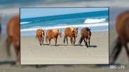 The Wild Horses of Corolla