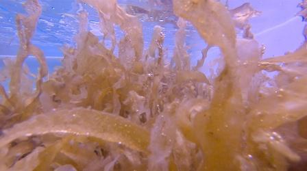 Video thumbnail: NOVA Hope or Hype? How Seaweed May Help Revive Our Oceans
