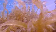 How Seaweed May Help Revive Our Oceans