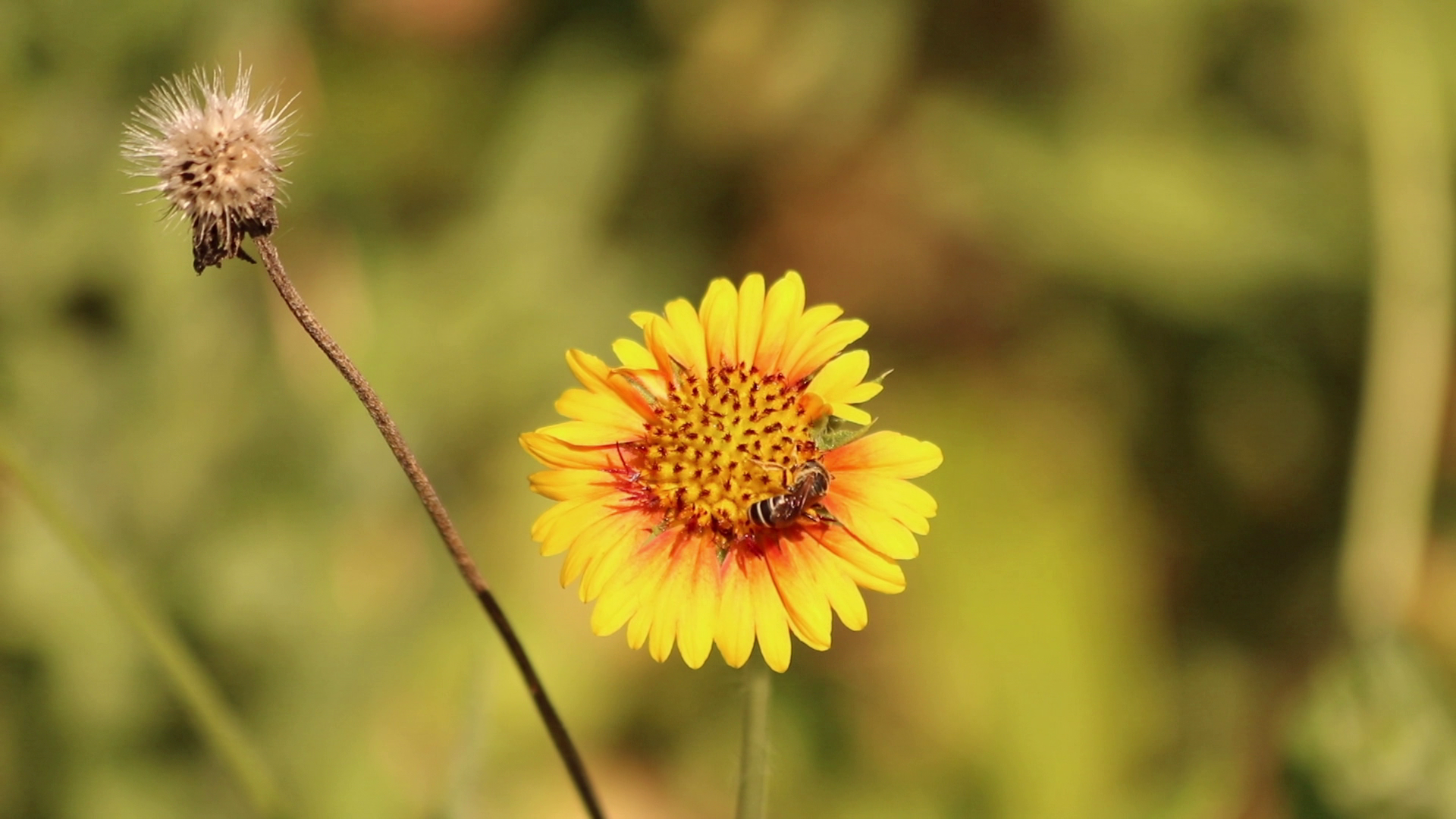 Georgia's First Pollinator Census |Citizen Science