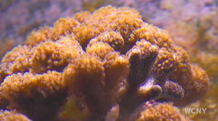 Video thumbnail: WCNY SciTech Now Shape Memory Polymers, Coral & Burning a Forest