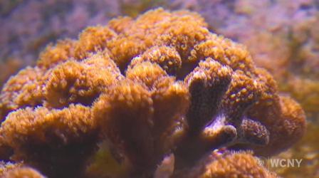 Video thumbnail: WCNY SciTech Now Shape Memory Polymers, Coral & Burning a Forest