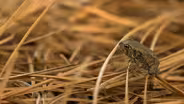 HOUSTON TOADS
