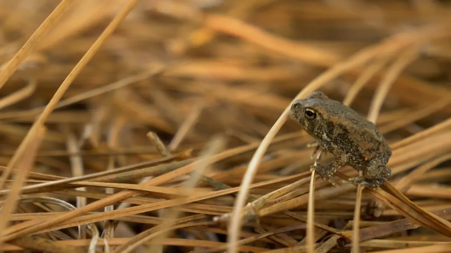 HOUSTON TOADS