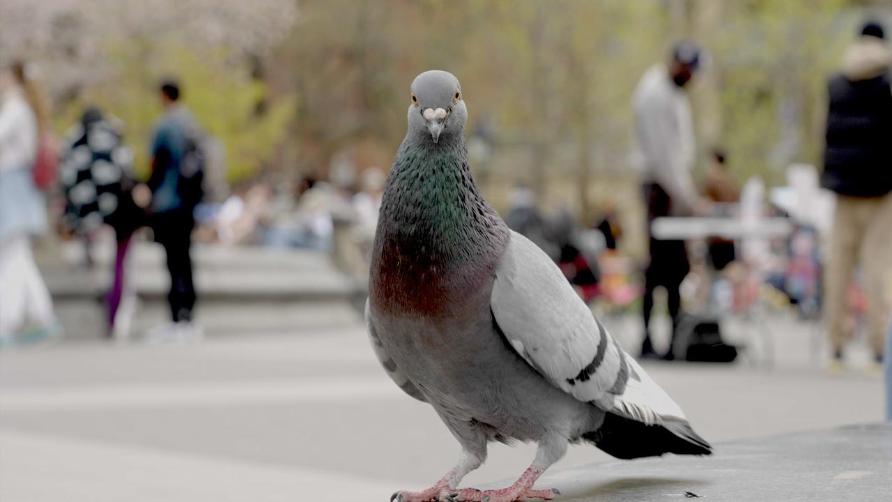 Nature The Pigeon Hustle airing Wed, Jul 15 1:00 am