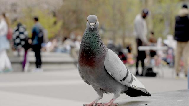 Nature | Preview of The Pigeon Hustle