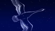 The Swan in the Sky | June 5 - June 11