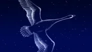 The Swan in the Sky | June 5 - June 11