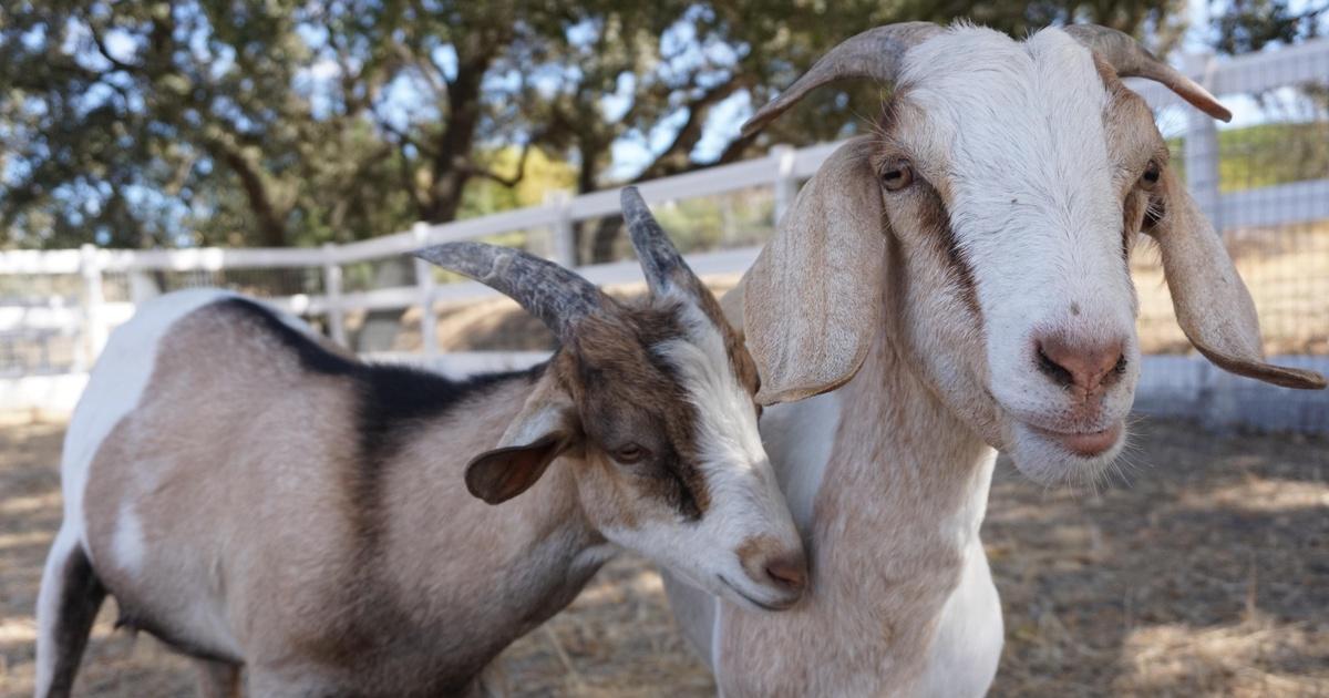 Bay area bountiful | bay area bountiful: covid | season 4