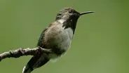 Bumblebee Hummingbird Fight