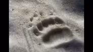 CEFF 2025 Return of the Grizzly