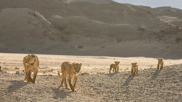 Nature | Preview of Lions of the Skeleton Coast