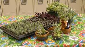 Video thumbnail: Virginia Home Grown Full Pocket Farm; Hydroponic System (#1902)