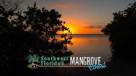 Video thumbnail: WGCU Presents Southwest Florida's Mangrove Coast