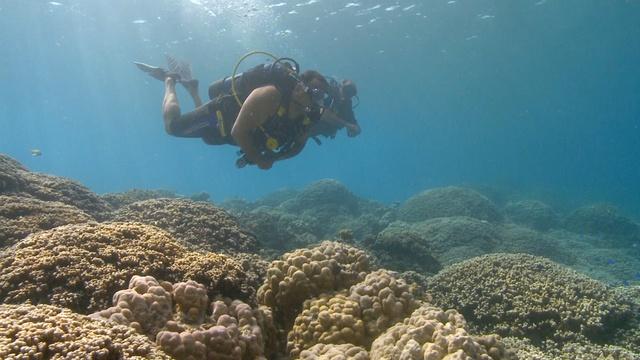 Changing Seas | Reefs of Rangiroa