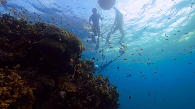 Listening In On the Ocean's Orchestra