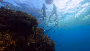 Listening In On the Ocean's Orchestra
