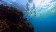 Listening In On the Ocean's Orchestra