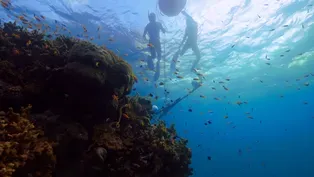 Listening In On the Ocean's Orchestra