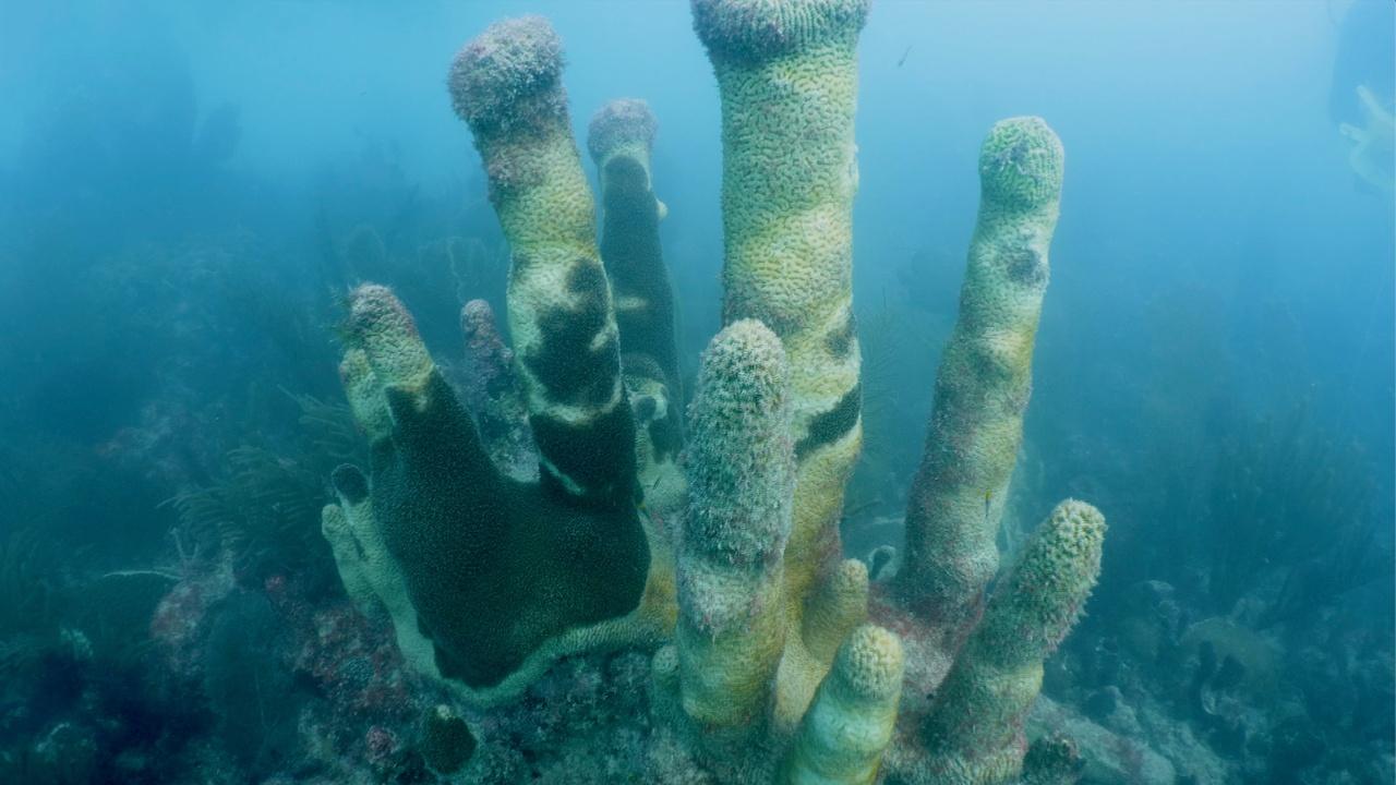 Changing Seas | Corals in Crisis - Trailer