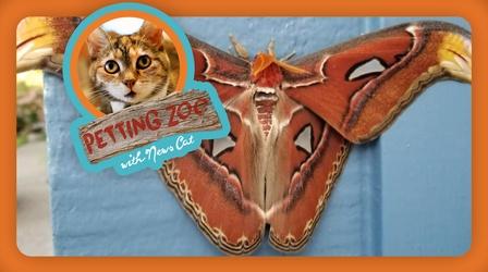 Video thumbnail: NewsDepth Petting Zoo: World's Largest Moth