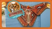 Petting Zoo: World's Largest Moth