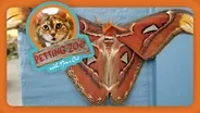Petting Zoo: World's Largest Moth