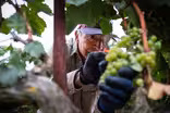 Harvest Season