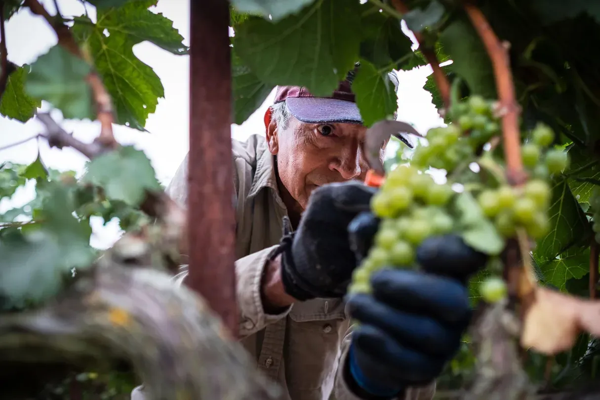 Harvest Season