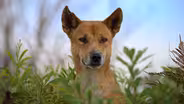 Meet the Family | Dogs in the Wild