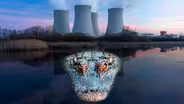 Why Crocodiles Are Thriving in the Shadow of A Nuclear Plant