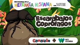 Escarabajo coprófago: El reciclador del popó | Dung Beetle: the poo recycler: asset-mezzanine-16x9