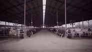 Dairy Alternatives Preview