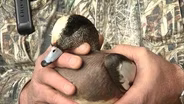 Rabbit Hunting; Protecting Waterfowl; Wildlife Woodcarver