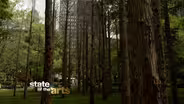 Maya Lin's Ghost Forest
