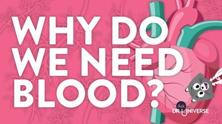 Video thumbnail: Ask Dr. Universe Why Do We Need Blood?