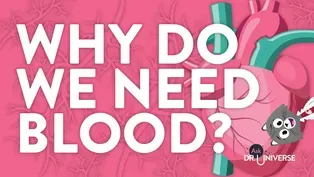 Why Do We Need Blood?