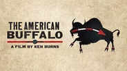The American Buffalo | Official Trailer
