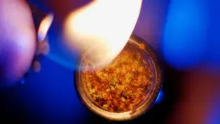 High Risk—The Truth About Weed