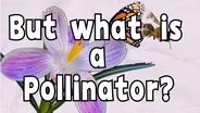 What is a pollinator? | Teacher Time