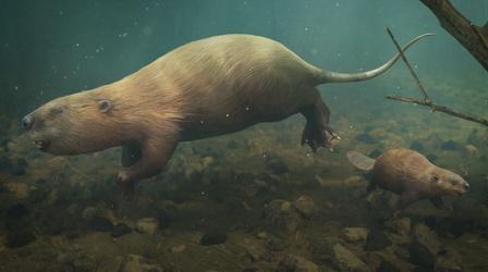 Video thumbnail: Eons The Bear-Sized Beaver That Couldn’t Build A Dam