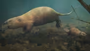 The Bear-Sized Beaver That Couldn’t Build A Dam