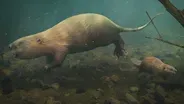 The Bear-Sized Beaver That Couldn’t Build A Dam