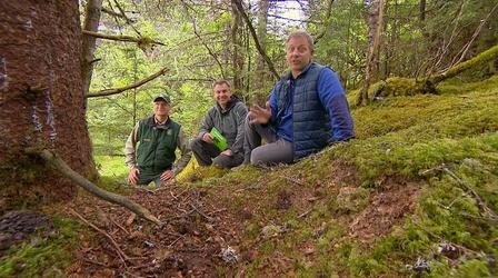 Video thumbnail: Wild Alaska Live Following a Bear Trail