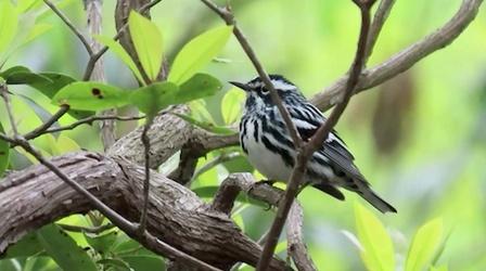 Video thumbnail: Virginia Home Grown Crow’s Nest Natural Area Preserve