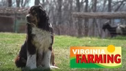 Working Dogs: Livestock Guardian Dogs