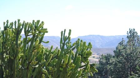 Video thumbnail: New Mexico In Focus Bioclimatologist Park Williams: East vs. West