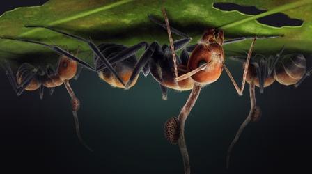 Video thumbnail: Eons The Fungi That Turned Ants Into Zombies