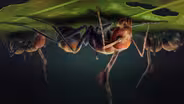 The Fungi That Turned Ants Into Zombies
